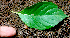  ( - BioBot00960)  @11 [ ] CreativeCommons - Attribution Non-Commercial Share-Alike (2010) Daniel H. Janzen Guanacaste Dry Forest Conservation Fund