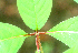  ( - BioBot00961)  @11 [ ] CreativeCommons - Attribution Non-Commercial Share-Alike (2010) Daniel H. Janzen Guanacaste Dry Forest Conservation Fund
