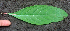  ( - BioBot00961)  @11 [ ] CreativeCommons - Attribution Non-Commercial Share-Alike (2010) Daniel H. Janzen Guanacaste Dry Forest Conservation Fund