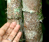  ( - BioBot00962)  @11 [ ] CreativeCommons - Attribution Non-Commercial Share-Alike (2010) Daniel H. Janzen Guanacaste Dry Forest Conservation Fund