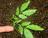  ( - BioBot00962)  @11 [ ] CreativeCommons - Attribution Non-Commercial Share-Alike (2010) Daniel H. Janzen Guanacaste Dry Forest Conservation Fund