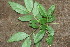 ( - BioBot00963)  @11 [ ] CreativeCommons - Attribution Non-Commercial Share-Alike (2010) Daniel H. Janzen Guanacaste Dry Forest Conservation Fund