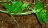  (Priva lappulacea - BioBot00968)  @11 [ ] CreativeCommons - Attribution Non-Commercial Share-Alike (2010) Daniel H. Janzen Guanacaste Dry Forest Conservation Fund