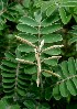  ( - BioBot00985)  @11 [ ] CreativeCommons - Attribution Non-Commercial Share-Alike (2010) Daniel H. Janzen Guanacaste Dry Forest Conservation Fund