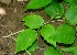  ( - BioBot01029)  @11 [ ] CreativeCommons - Attribution Non-Commercial Share-Alike (2010) Daniel H. Janzen Guanacaste Dry Forest Conservation Fund