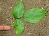  ( - BioBot01029)  @11 [ ] CreativeCommons - Attribution Non-Commercial Share-Alike (2010) Daniel H. Janzen Guanacaste Dry Forest Conservation Fund