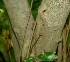  ( - BioBot01030)  @11 [ ] CreativeCommons - Attribution Non-Commercial Share-Alike (2010) Daniel H. Janzen Guanacaste Dry Forest Conservation Fund