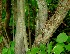 ( - BioBot01031)  @11 [ ] CreativeCommons - Attribution Non-Commercial Share-Alike (2010) Daniel H. Janzen Guanacaste Dry Forest Conservation Fund