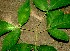  ( - BioBot01067)  @11 [ ] CreativeCommons - Attribution Non-Commercial Share-Alike (2010) Daniel H. Janzen Guanacaste Dry Forest Conservation Fund