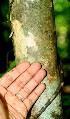  ( - BioBot01068)  @11 [ ] CreativeCommons - Attribution Non-Commercial Share-Alike (2010) Daniel H. Janzen Guanacaste Dry Forest Conservation Fund
