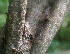  (Senna skinneri - BioBot01076)  @11 [ ] CreativeCommons - Attribution Non-Commercial Share-Alike (2010) Daniel H. Janzen Guanacaste Dry Forest Conservation Fund