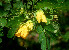  ( - BioBot01076)  @11 [ ] CreativeCommons - Attribution Non-Commercial Share-Alike (2010) Daniel H. Janzen Guanacaste Dry Forest Conservation Fund