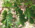  ( - BioBot01076)  @11 [ ] CreativeCommons - Attribution Non-Commercial Share-Alike (2010) Daniel H. Janzen Guanacaste Dry Forest Conservation Fund