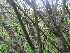  ( - BioBot01077)  @11 [ ] CreativeCommons - Attribution Non-Commercial Share-Alike (2010) Daniel H. Janzen Guanacaste Dry Forest Conservation Fund