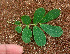  ( - BioBot01077)  @11 [ ] CreativeCommons - Attribution Non-Commercial Share-Alike (2010) Daniel H. Janzen Guanacaste Dry Forest Conservation Fund