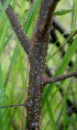  ( - BioBot01078)  @11 [ ] CreativeCommons - Attribution Non-Commercial Share-Alike (2010) Daniel H. Janzen Guanacaste Dry Forest Conservation Fund