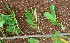  ( - BioBot01078)  @11 [ ] CreativeCommons - Attribution Non-Commercial Share-Alike (2010) Daniel H. Janzen Guanacaste Dry Forest Conservation Fund