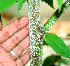  ( - BioBot01079)  @11 [ ] CreativeCommons - Attribution Non-Commercial Share-Alike (2010) Daniel H. Janzen Guanacaste Dry Forest Conservation Fund