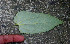  ( - BioBot01079)  @11 [ ] CreativeCommons - Attribution Non-Commercial Share-Alike (2010) Daniel H. Janzen Guanacaste Dry Forest Conservation Fund