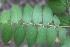  ( - BioBot01080)  @11 [ ] CreativeCommons - Attribution Non-Commercial Share-Alike (2010) Daniel H. Janzen Guanacaste Dry Forest Conservation Fund