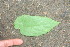  ( - BioBot01080)  @11 [ ] CreativeCommons - Attribution Non-Commercial Share-Alike (2010) Daniel H. Janzen Guanacaste Dry Forest Conservation Fund