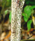  ( - BioBot01081)  @11 [ ] CreativeCommons - Attribution Non-Commercial Share-Alike (2010) Daniel H. Janzen Guanacaste Dry Forest Conservation Fund