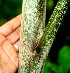  ( - BioBot01081)  @11 [ ] CreativeCommons - Attribution Non-Commercial Share-Alike (2010) Daniel H. Janzen Guanacaste Dry Forest Conservation Fund