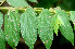  ( - BioBot01081)  @11 [ ] CreativeCommons - Attribution Non-Commercial Share-Alike (2010) Daniel H. Janzen Guanacaste Dry Forest Conservation Fund