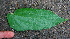  ( - BioBot01081)  @11 [ ] CreativeCommons - Attribution Non-Commercial Share-Alike (2010) Daniel H. Janzen Guanacaste Dry Forest Conservation Fund
