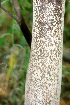  ( - BioBot01082)  @11 [ ] CreativeCommons - Attribution Non-Commercial Share-Alike (2010) Daniel H. Janzen Guanacaste Dry Forest Conservation Fund