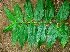  ( - BioBot01082)  @11 [ ] CreativeCommons - Attribution Non-Commercial Share-Alike (2010) Daniel H. Janzen Guanacaste Dry Forest Conservation Fund