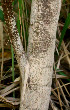  ( - BioBot01083)  @11 [ ] CreativeCommons - Attribution Non-Commercial Share-Alike (2010) Daniel H. Janzen Guanacaste Dry Forest Conservation Fund