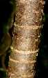  ( - BioBot01113)  @11 [ ] CreativeCommons - Attribution Non-Commercial Share-Alike (2010) Daniel H. Janzen Guanacaste Dry Forest Conservation Fund