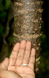  (Euphorbia schlechtendalii - BioBot01113)  @11 [ ] CreativeCommons - Attribution Non-Commercial Share-Alike (2010) Daniel H. Janzen Guanacaste Dry Forest Conservation Fund