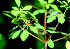  ( - BioBot01113)  @11 [ ] CreativeCommons - Attribution Non-Commercial Share-Alike (2010) Daniel H. Janzen Guanacaste Dry Forest Conservation Fund