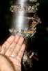  ( - BioBot01114)  @11 [ ] CreativeCommons - Attribution Non-Commercial Share-Alike (2010) Daniel H. Janzen Guanacaste Dry Forest Conservation Fund