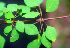  ( - BioBot01114)  @11 [ ] CreativeCommons - Attribution Non-Commercial Share-Alike (2010) Daniel H. Janzen Guanacaste Dry Forest Conservation Fund