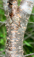  ( - BioBot01115)  @11 [ ] CreativeCommons - Attribution Non-Commercial Share-Alike (2010) Daniel H. Janzen Guanacaste Dry Forest Conservation Fund