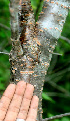  ( - BioBot01115)  @11 [ ] CreativeCommons - Attribution Non-Commercial Share-Alike (2010) Daniel H. Janzen Guanacaste Dry Forest Conservation Fund