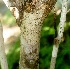  (Croton niveus - BioBot01116)  @11 [ ] CreativeCommons - Attribution Non-Commercial Share-Alike (2010) Daniel H. Janzen Guanacaste Dry Forest Conservation Fund