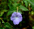  ( - BioBot01119)  @11 [ ] CreativeCommons - Attribution Non-Commercial Share-Alike (2010) Daniel H. Janzen Guanacaste Dry Forest Conservation Fund
