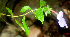  ( - BioBot01120)  @11 [ ] CreativeCommons - Attribution Non-Commercial Share-Alike (2010) Daniel H. Janzen Guanacaste Dry Forest Conservation Fund