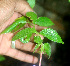 ( - BioBot01120)  @11 [ ] CreativeCommons - Attribution Non-Commercial Share-Alike (2010) Daniel H. Janzen Guanacaste Dry Forest Conservation Fund