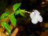  ( - BioBot01120)  @11 [ ] CreativeCommons - Attribution Non-Commercial Share-Alike (2010) Daniel H. Janzen Guanacaste Dry Forest Conservation Fund