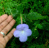  ( - BioBot01121)  @11 [ ] CreativeCommons - Attribution Non-Commercial Share-Alike (2010) Daniel H. Janzen Guanacaste Dry Forest Conservation Fund