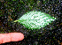  ( - BioBot01121)  @11 [ ] CreativeCommons - Attribution Non-Commercial Share-Alike (2010) Daniel H. Janzen Guanacaste Dry Forest Conservation Fund