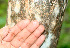  ( - BioBot01122)  @11 [ ] CreativeCommons - Attribution Non-Commercial Share-Alike (2010) Daniel H. Janzen Guanacaste Dry Forest Conservation Fund