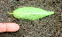  ( - BioBot01122)  @11 [ ] CreativeCommons - Attribution Non-Commercial Share-Alike (2010) Daniel H. Janzen Guanacaste Dry Forest Conservation Fund