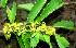  ( - BioBot01122)  @11 [ ] CreativeCommons - Attribution Non-Commercial Share-Alike (2010) Daniel H. Janzen Guanacaste Dry Forest Conservation Fund
