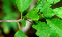  ( - BioBot01123)  @11 [ ] CreativeCommons - Attribution Non-Commercial Share-Alike (2010) Daniel H. Janzen Guanacaste Dry Forest Conservation Fund